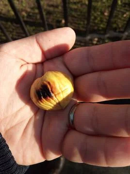 Roasted chestnut in a hand Фото