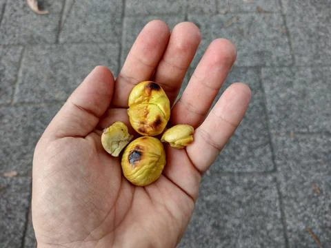 Roasted chestnuts kernel in a hand Stock Photos
