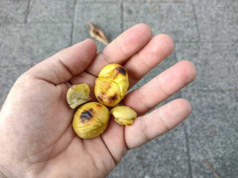 Roasted chestnuts kernel in a hand Фото