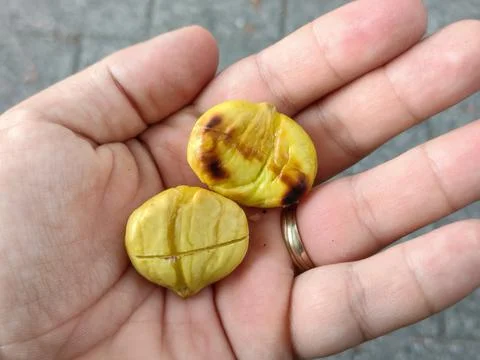 Roasted chestnuts kernel in a hand Фото