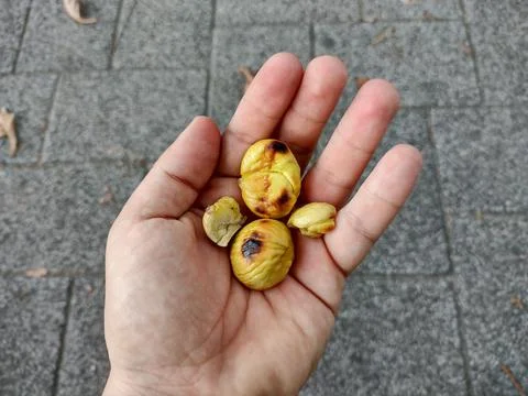 Roasted chestnuts kernel in a hand Stock Photos