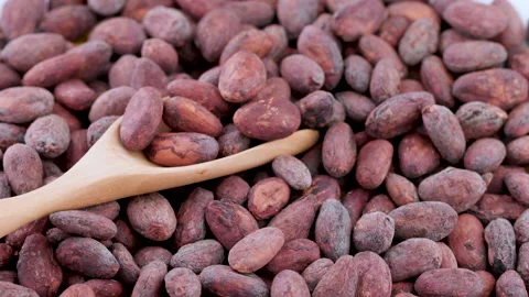 Roasted cocoa beans for making drinks, chocolate and desserts. Stock Footage 156786744