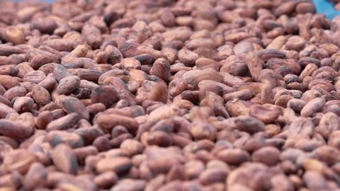 Roasted cocoa beans for making drinks, chocolate and desserts. Stock Footage 234680832