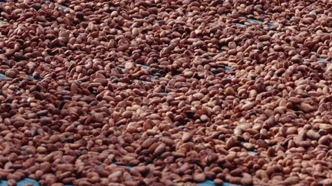 Roasted cocoa beans for making drinks, chocolate and desserts. Stock Footage 234681116