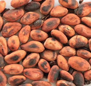Roasted cocoa beans Stock Photos