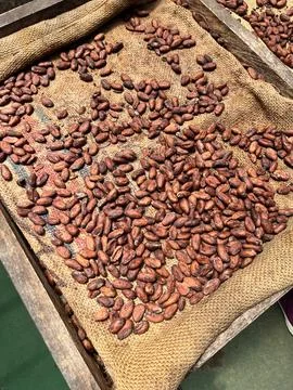 Roasted cocoa beans ready for making chocolate, Costa Rica. Stock Photos