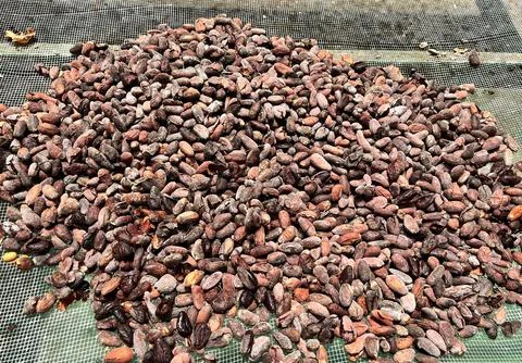 Roasted cocoa beans ready for making chocolate, Costa Rica. Foto stock