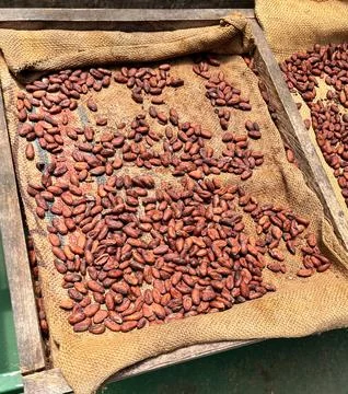 Roasted cocoa beans ready for making chocolate, Costa Rica. Stock Photos
