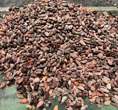Roasted cocoa beans ready for making chocolate, Costa Rica. Stock Photos
