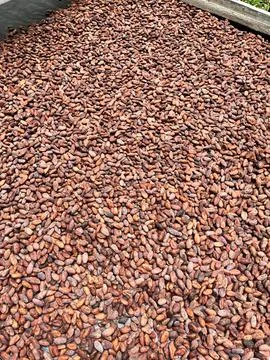 Roasted cocoa beans ready for making chocolate, Costa Rica. Stock Photos