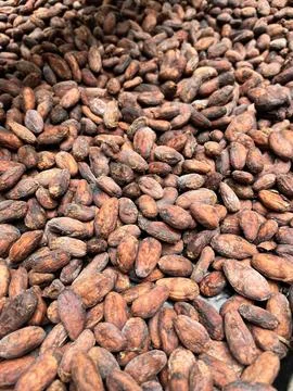Roasted cocoa beans ready for making chocolate, Costa Rica. Stock Photos