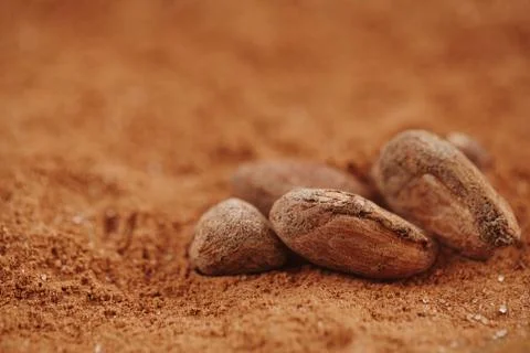 Roasted cocoa chocolate beans macro on cocoa powder background Stock Photos