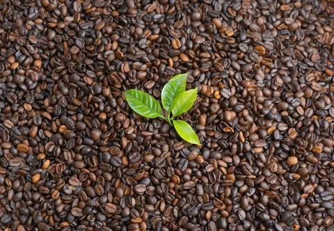 Roasted coffee bean pattern texture background. Raw food material. Stock Photos