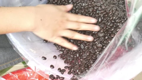 Roasted coffee bean quality control by hand-pick. Stock Footage 135707435