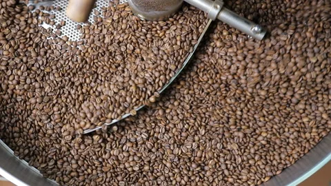 Roasted coffee beans after roasting mixing around on cooling plate of oven Stock Footage 168023935