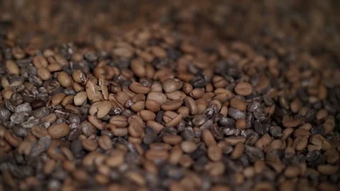 Roasted coffee beans arabica coffee and robusta	 Stock Footage 130536729