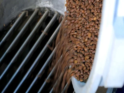 Roasted coffee beans are poured into machine to remove rubbish Vidéo 72730874