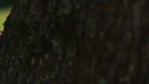 Roasted coffee beans in the bag Video stock 103520174