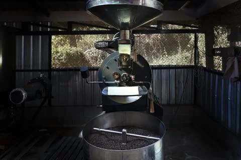 Roasted coffee beans in the coffee roaster machine. Small coffee industry bus Foto stock