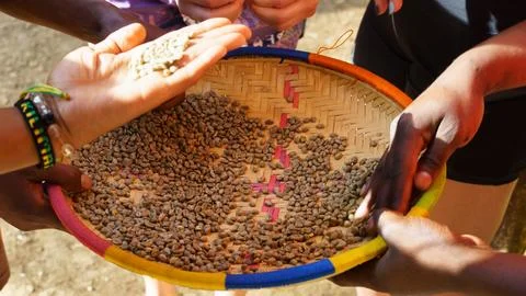 Roasted coffee beans in different brown and black tones with international hands Stock Photos