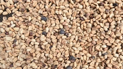 Roasted coffee beans drying on farm Stock Footage 171632800