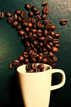 Roasted coffee beans fall from a white cup Stock Photos