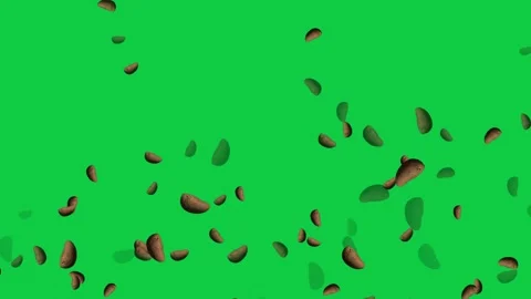 Roasted coffee beans falling and rotating on chroma key green screen background. Stock Footage 337645792