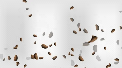 Roasted coffee beans falling and rotating on transparent screen background. Stock Footage 337646198