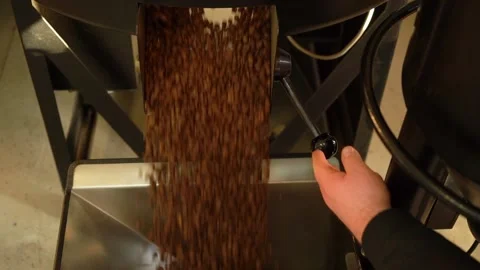 Roasted coffee beans falling out from cooling plate of roasting machine Stock Footage 234632446