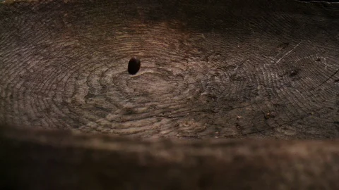 Roasted coffee beans falling into a wooden bowl in slowmotion Stock Footage 99060094