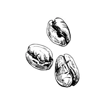 Roasted coffee beans. Hand drawn sketch style. Vintage vector engraving Stock Illustration
