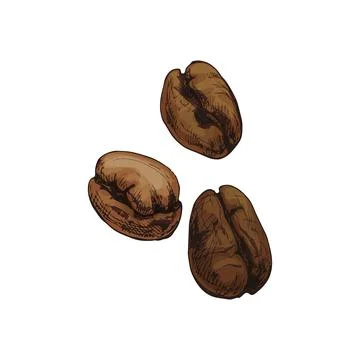 Roasted coffee beans. Hand drawn sketch style. Vintage vector engraving Stock Illustration