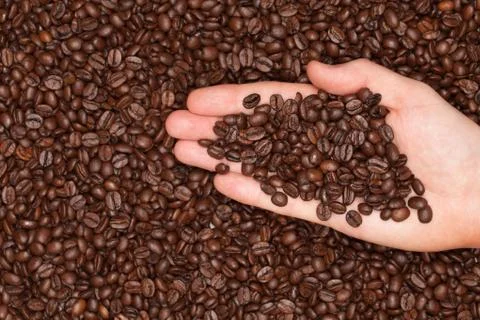 Roasted coffee beans on a hand Stock Photos