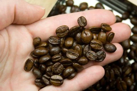 Roasted Coffee Beans in Hand Foto stock