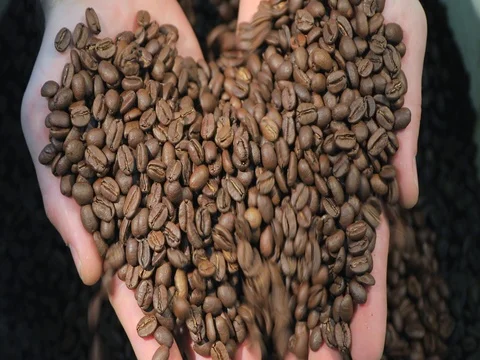 Roasted coffee beans in hands Stock Footage 72730979