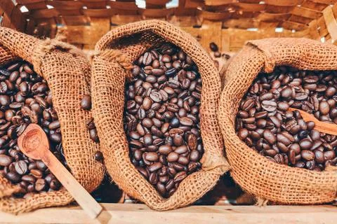 Roasted coffee beans inside a burlap sacks. Fresh aromatic coffee grain. Stock Photos