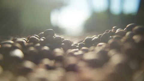 Roasted Coffee Beans Stock Photos