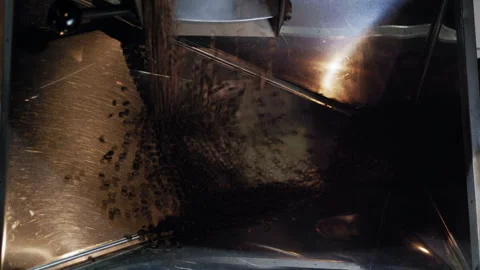 Roasted Coffee Beans Released into Metal Collector Container Vidéo 307590600