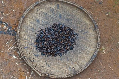 Roasted coffee beans tray Stock Photos