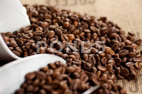 Roasted Coffee Seed