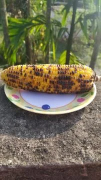 Roasted corn on the cob 写真素材