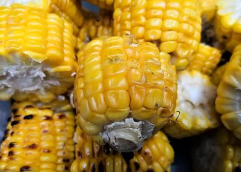 Roasted corn cob pieces as accompaniment in a traditional barbecue Stock Photos