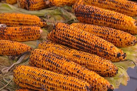 Roasted corn on the counter Фото