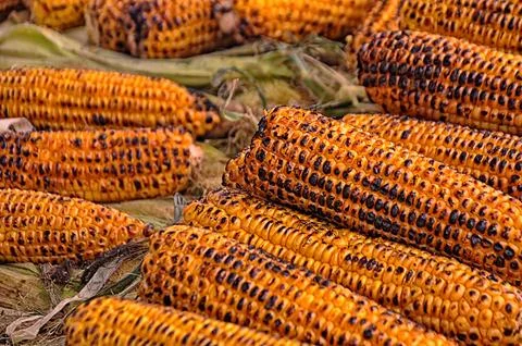 Roasted corn on the counter Stock Photos