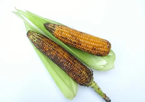 Roasted corn or Maize on white background top view  Stock Photos