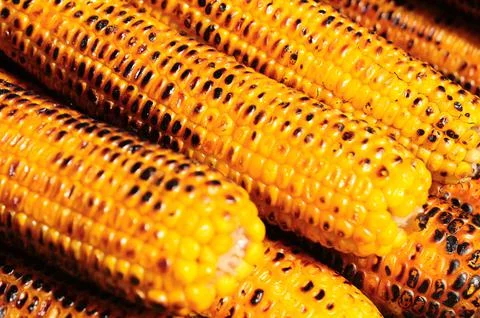 Roasted corn 库存照片