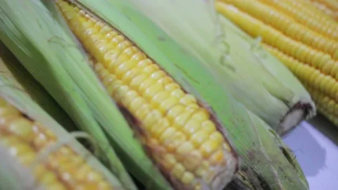 Roasted Corn Process Stock Footage 237141518
