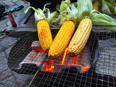 Roasted corn while camping Stock-Fotos