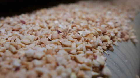 Roasted crushed peanuts move along a conveyor belt. Video stock 277923082