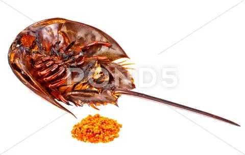 Roasted horse shoe crap in isolated Stock Photos